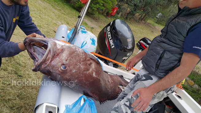 Рыбу весом 72 кг поймали в Халкидики