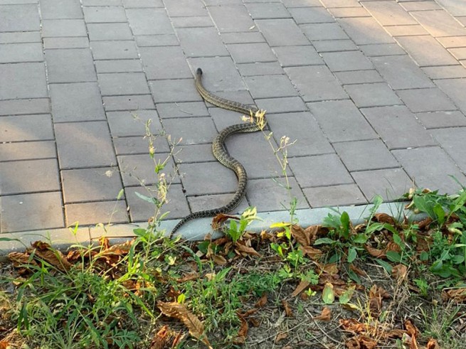 Козани: змея вызвала панику в центре города