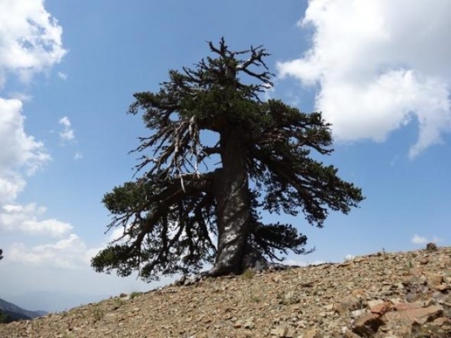Ученые нашли в Греции древнейшее "живое" дерево Европы