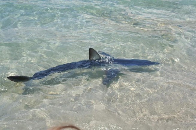 Крит: на мелководье заметили акулу