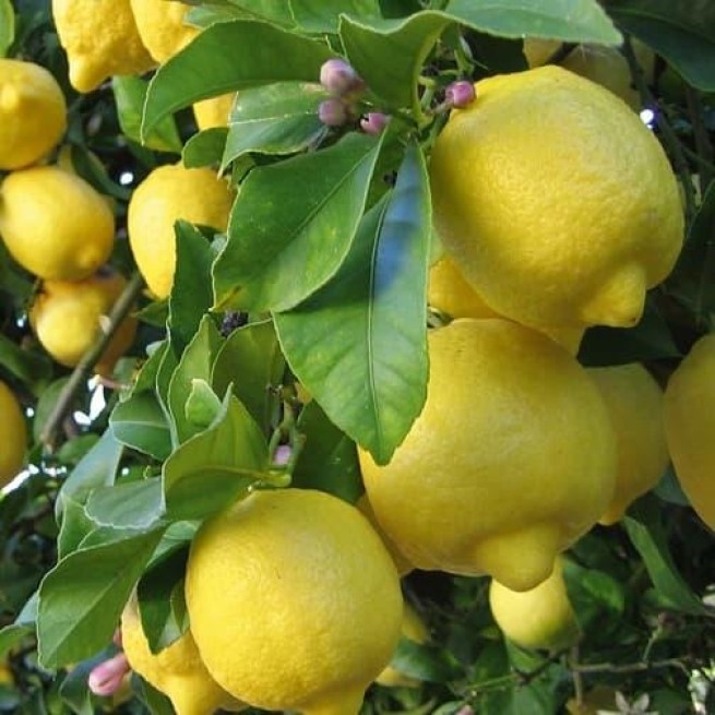 Греческие лимоны находятся под угрозой исчезновения: уличные рынки заполнены импортными
