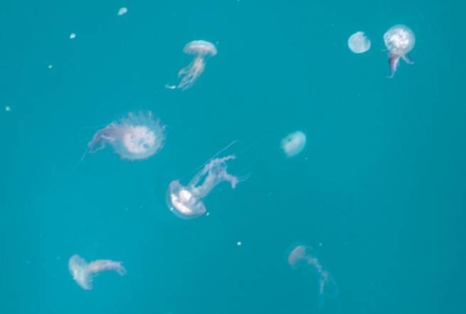 В греческих морях увеличивается количество голубых медуз (видео)