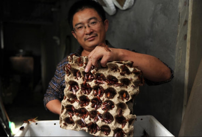 Китайский бизнесмен выращивает шесть миллиардов тараканов в год