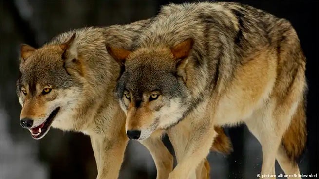 Волки третируют жителей пригородов Салоников