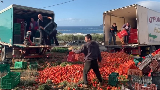 Производители томатов в отчаянии: на свалку отправятся десятки тонн продукции