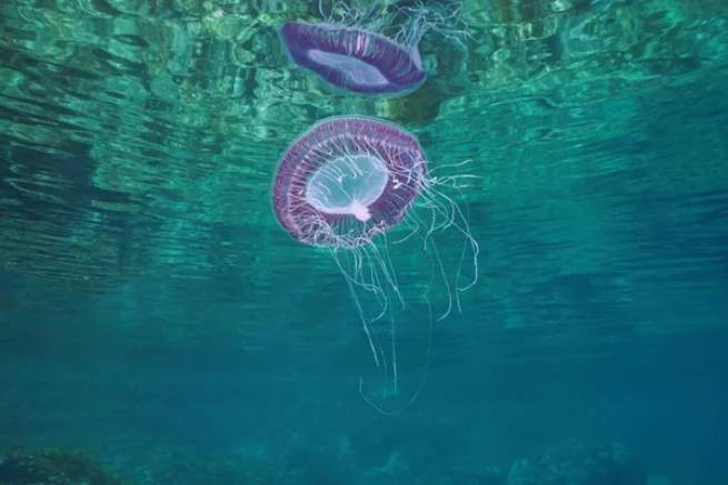 Волос: черные медузы заполонили побережье Пелиона