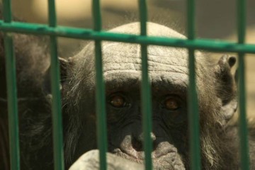 Кошмар в зоологическом парке Аттики: убит шимпанзе