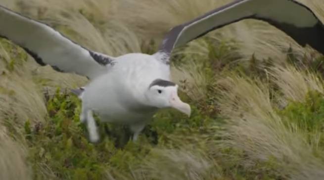 "Ничто человеческое им не чуждо" - самцы-альбатросы стали семьей (видео)
