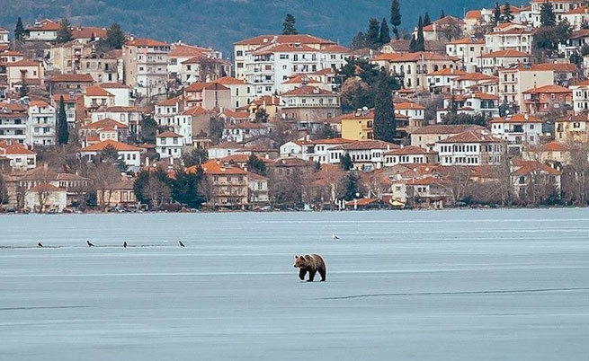 Медведь прогулялся по замерзшему озеру близ Касторья