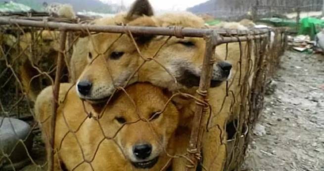 В Южной Корее перестанут есть собак (видео)