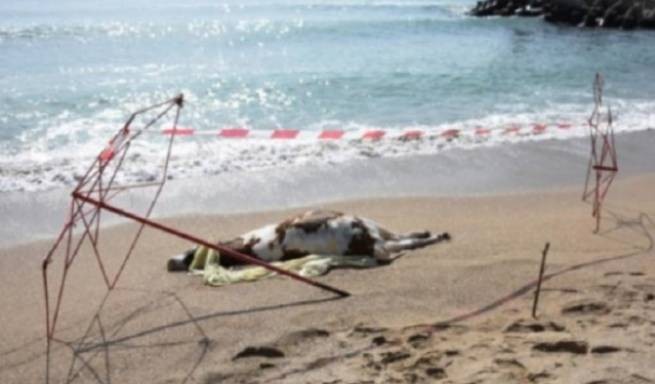 На болгарских пляжах... мертвые коровы