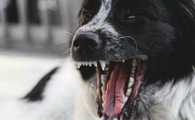 Птолемаида: 55 швов после нападения собаки