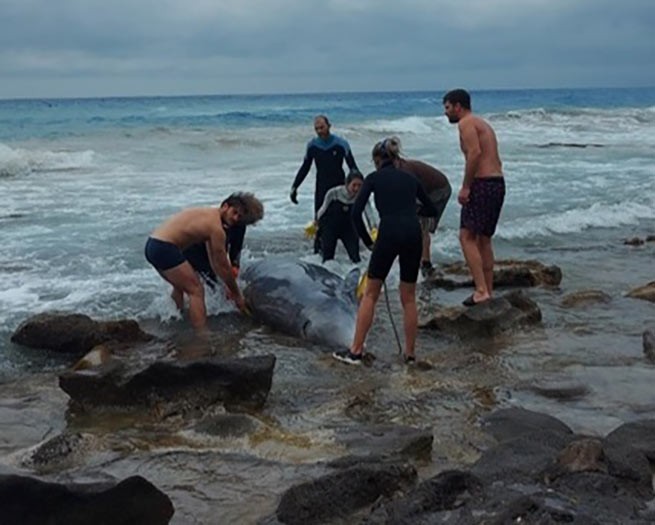 Еще 3 кита выбросились на берег Корфу