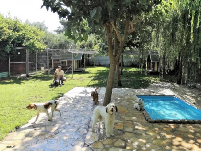 "Собачья радость" - пятизвездочный отель для собак в Греции