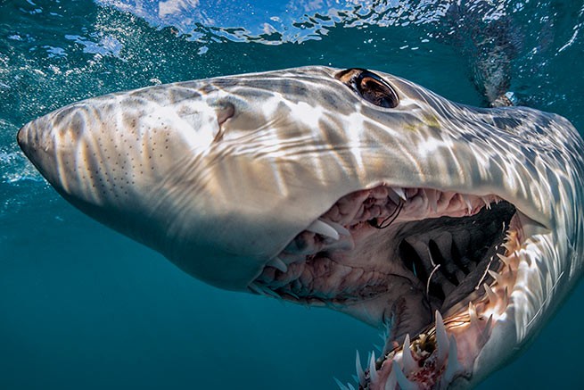 Акула, которую месяц назад заметили около Закинфа, оказалась акулой-людоедом