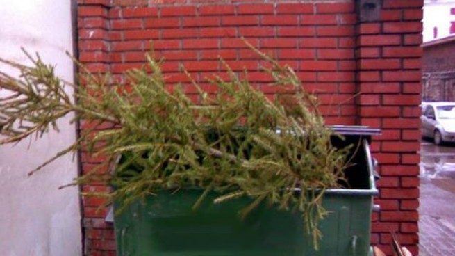 Акция: утилизация натуральных рождественских елок