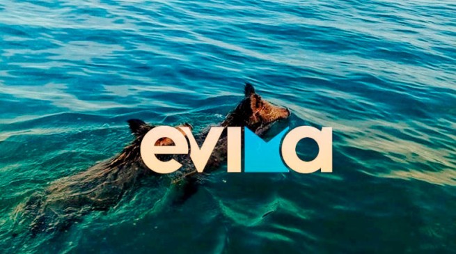 Эвия: дикий кабан хулиганил на пляже Халкиды
