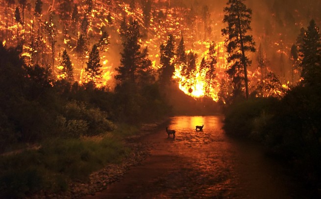 Пожар уничтожил 25 гектаров лесных угодий на Кефалонье