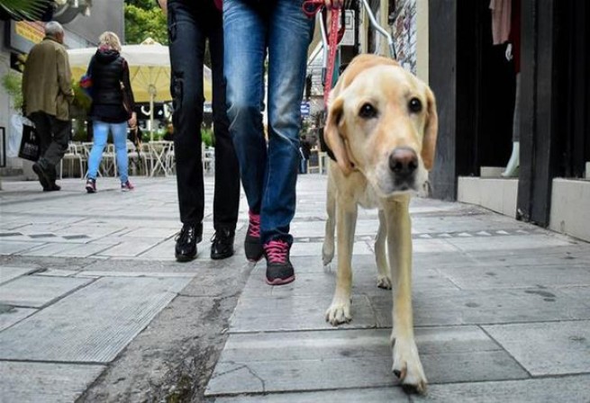 Салоники: Контроль ΕΛΑΣ домашних и бездомных животных