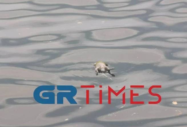 Салоники: Термаикос наполнился утонувшими крысами (видео)