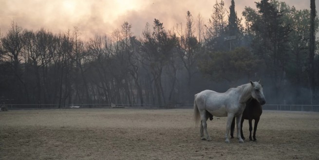 Эвакуированы из района пожара 250 лошадей