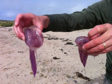 Опасные купания: пурпурные медузы