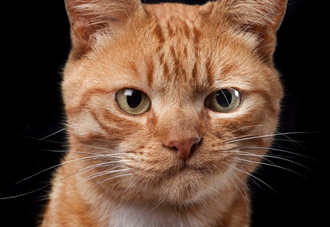 Исследование показало: у кошек 276 различных выражений морды