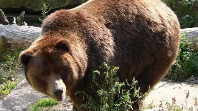 Смертельная атака медведя в Словакии