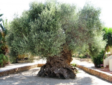 Греция проведет генетическую идентификацию разновидностей оливкового дерева