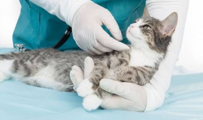 Кошка заразила ветеринара... коронавирусом