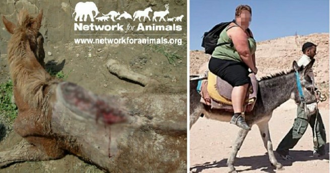 Laut einer Tierrechtsgruppe vertuscht Griechenland die „grausame Ausbeutung“ von Eseln auf Santorini