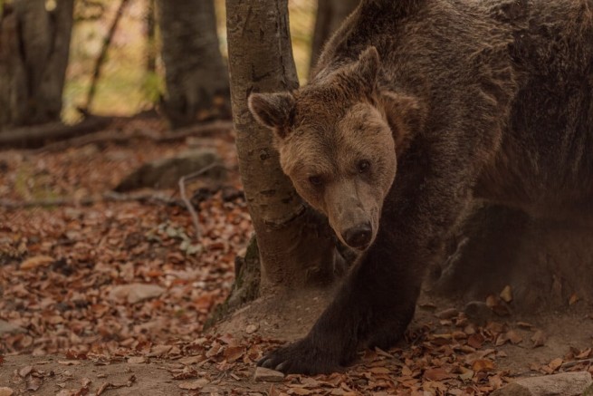 Самому старому медведю из "Арктурос" исполнилось 28 лет