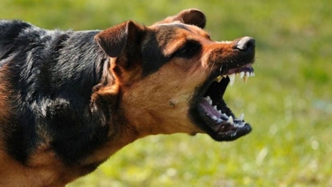 Салоники: нападение собак на 65-летнего мужчину