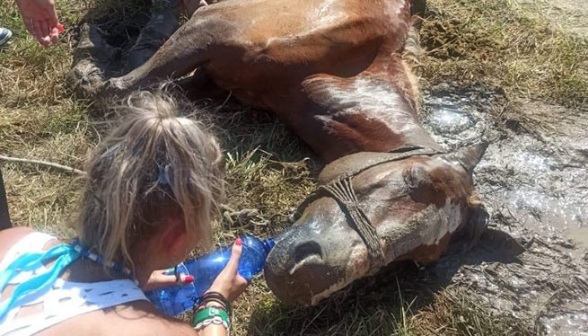 Лошадь бросили умирать от жары и голода на Корфу (видео)