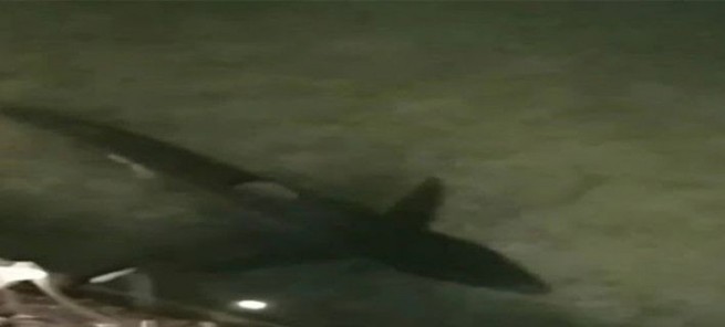 Огромная акула...в водах Лутраки!