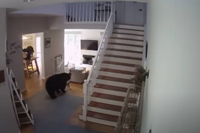 "Голодный грабитель": бурый медведь в США похитил лазанью из морозилки (видео)