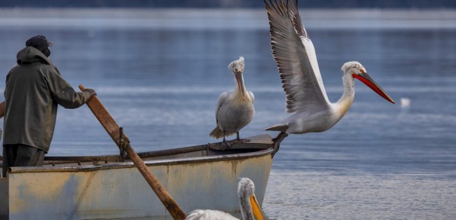 Массовая гибель диких птиц на озерах Греции