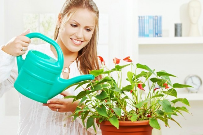 Домашние растения помогают пережить карантин