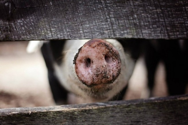 "Свиная чума" повысит цену сувлаки до 3 евро?