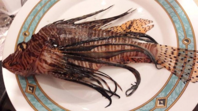 Крит: выловили опасную тропическую рыбу