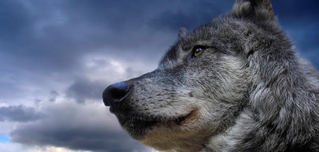 Волки вернулись на Парнифу через 50 лет