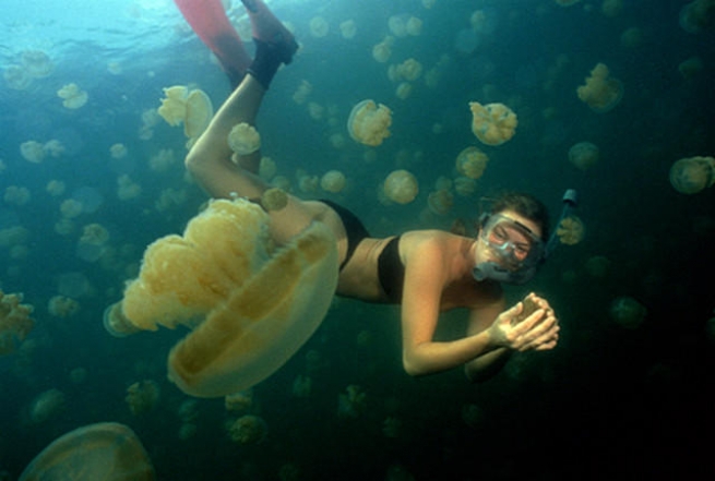 Осторожно медузы