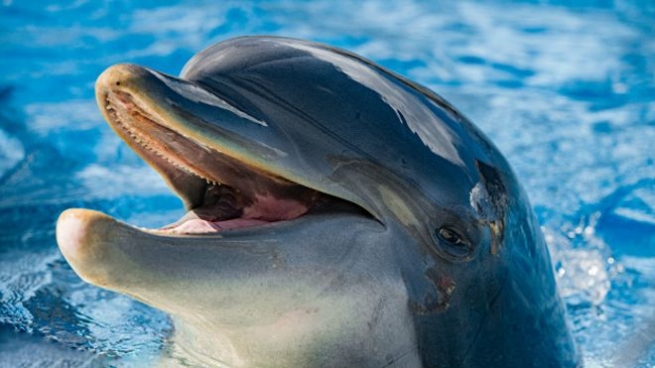 Греция: дельфины на мелководье Акраты