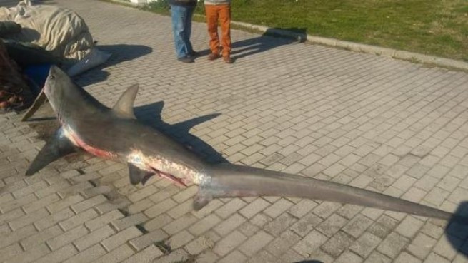 Греция: Поймана акула весом 100 кг