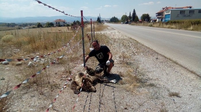 Молодой медведь был сбит на трассе близ Касторьи