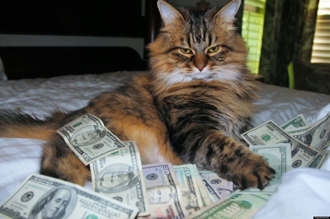 Кот стал миллионером в Италии