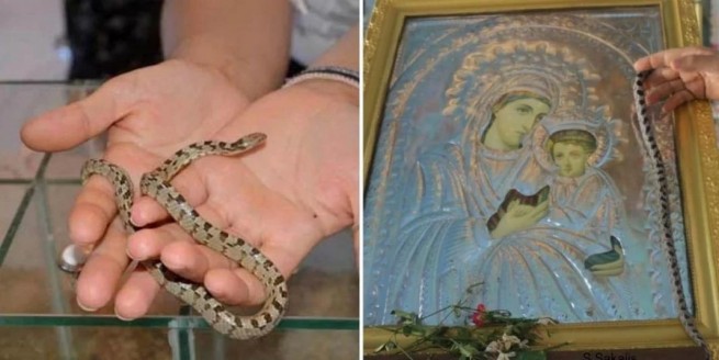 Чудотворные змеи Девы Марии появились на Кефалонии