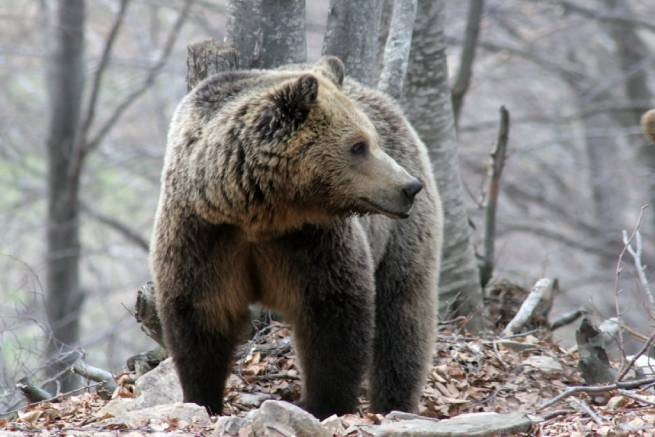 Встреча с медведем в Каймакцалане - водитель был поражен размерами зверя