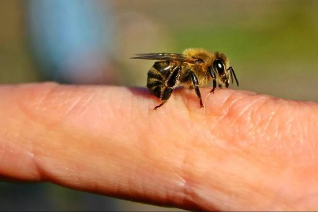 Укусы пчел привели к смерти