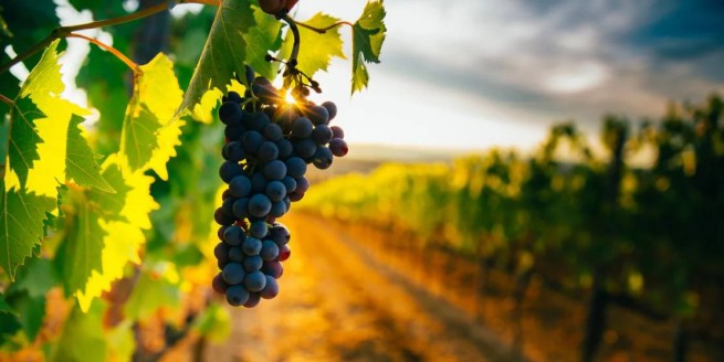 Греческие виноградники "уходят в прошлое"